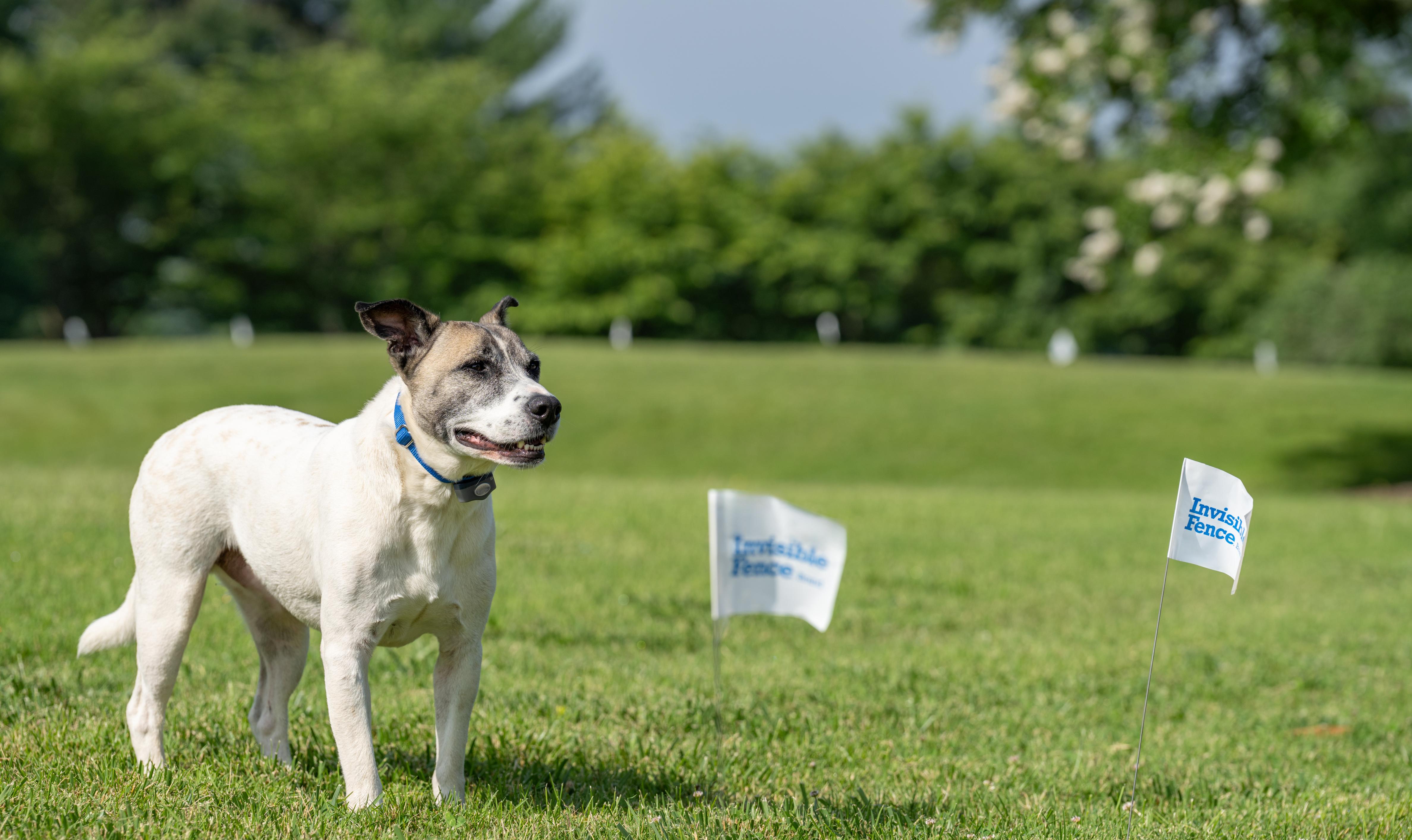 dog wears his invisible fence collar in the yard with flags in the foreground