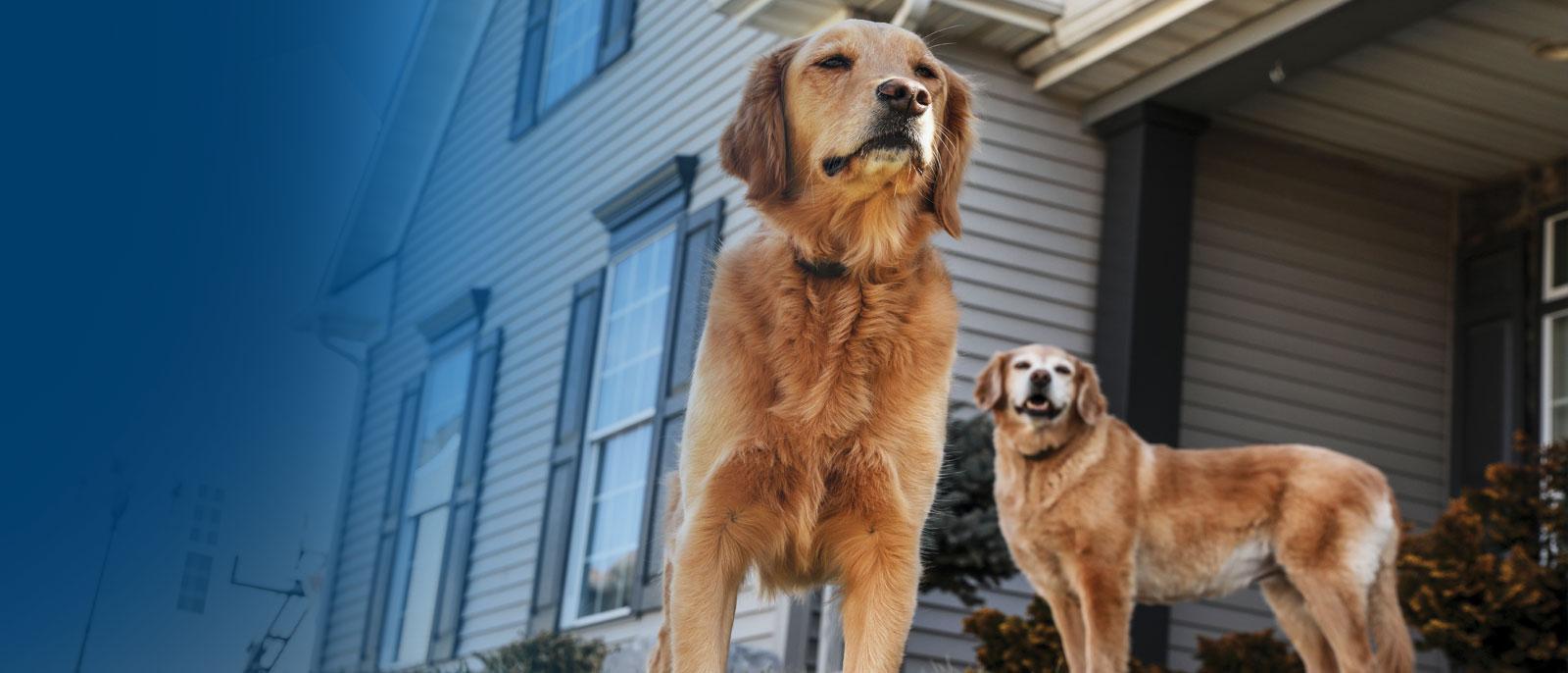 How To Add A Pet how-to-add-a-pet