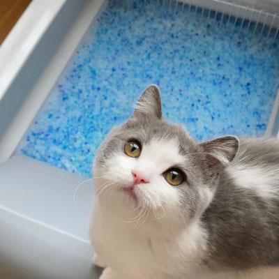 petsafe guest