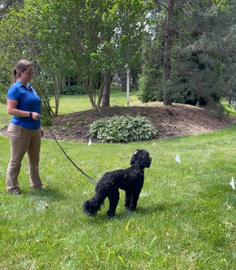 An Invisible Fence Brand Teammate in a blue shirt holds a leash attached to a black poodle mix near Invisible Fence flags in a yard.