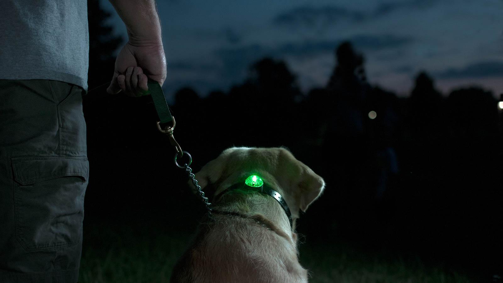 Trainer and dog wearing glowing beacon at night
