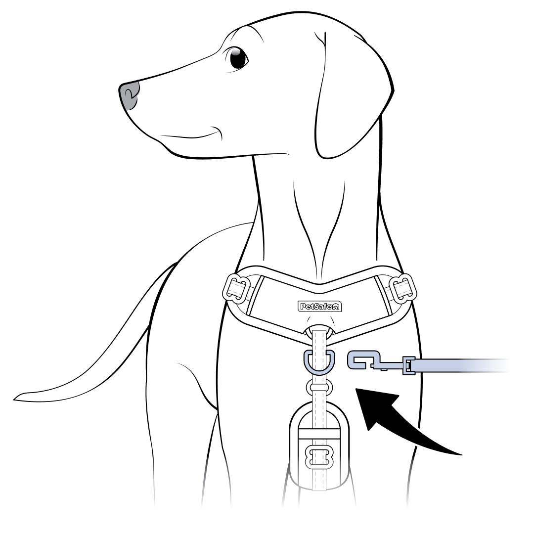 Attach Leash To D Ring