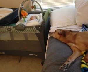Although dogs might be interested in the baby, it is best to create a safe space between them