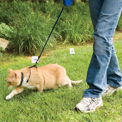 fence training cat