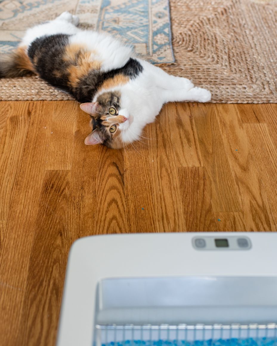 Cat door clearance replacement