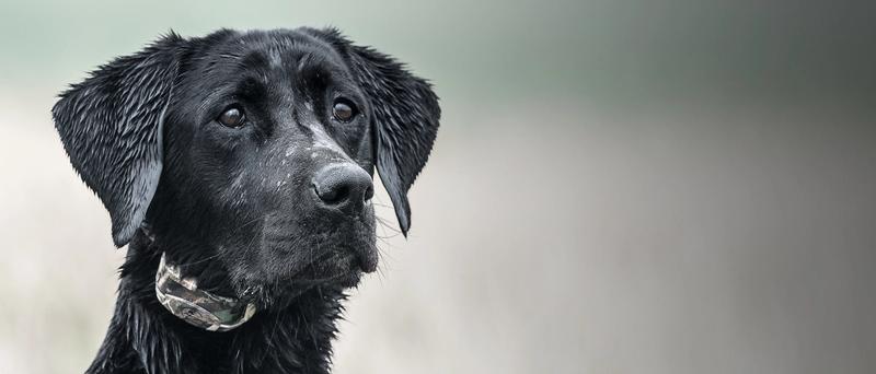 Black lab wearing WetlandHunter e-collar