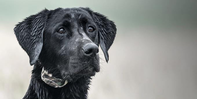 Trainer walking with German-Shorthaired Pointer wearing SportDOG E-Collar