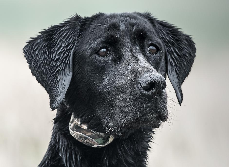 Wet black lab wearing camo e-collar