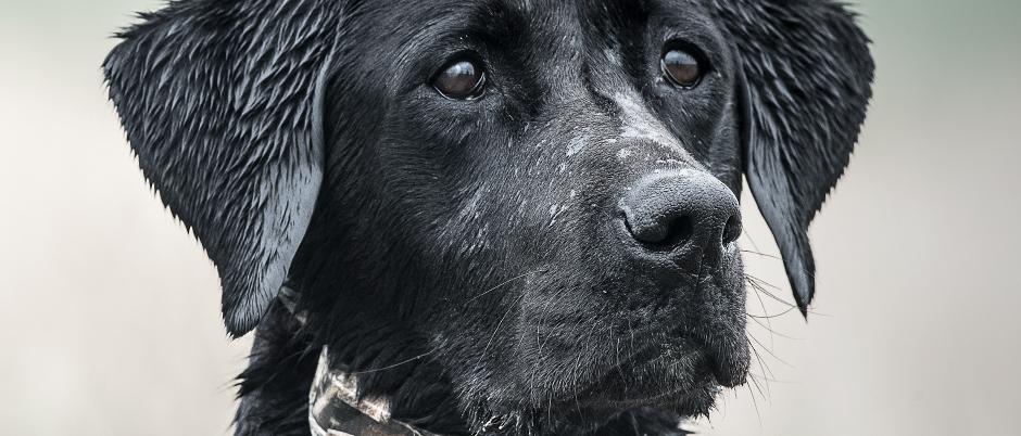 Wet black lab wearing camo e-collar