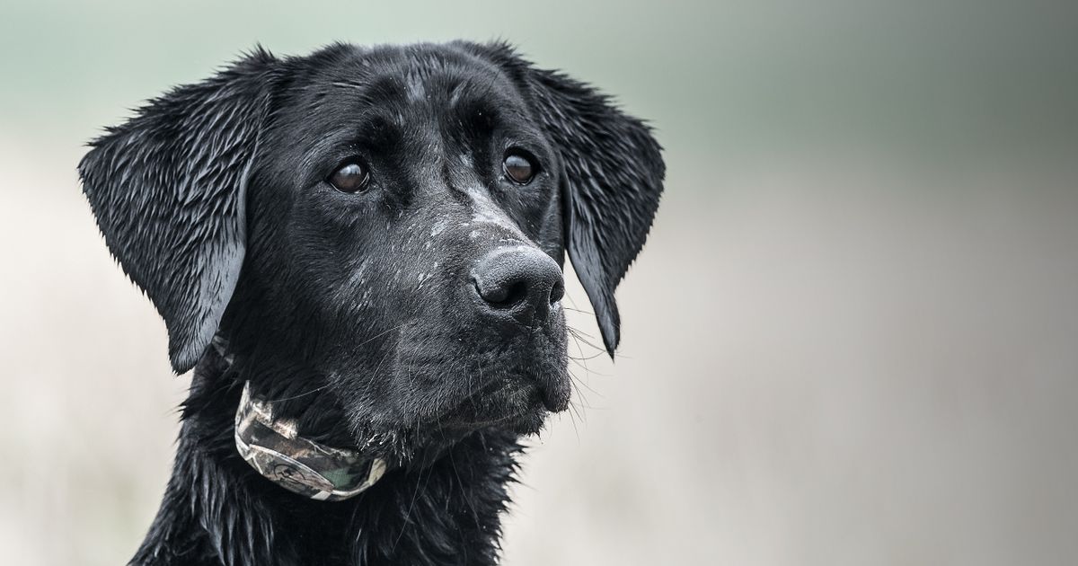 WetlandHunter Remote Waterfowl Environment Dog Trainers wetlandhunter-remote-waterfowl-environment-dog-trainers