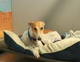 dog in dog bed