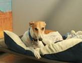 dog in dog bed