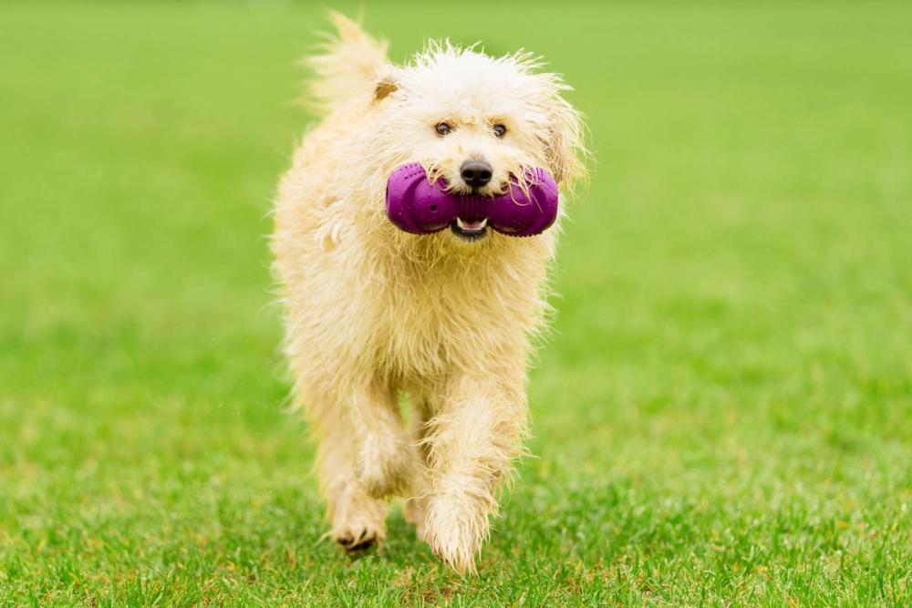 Dog with bone