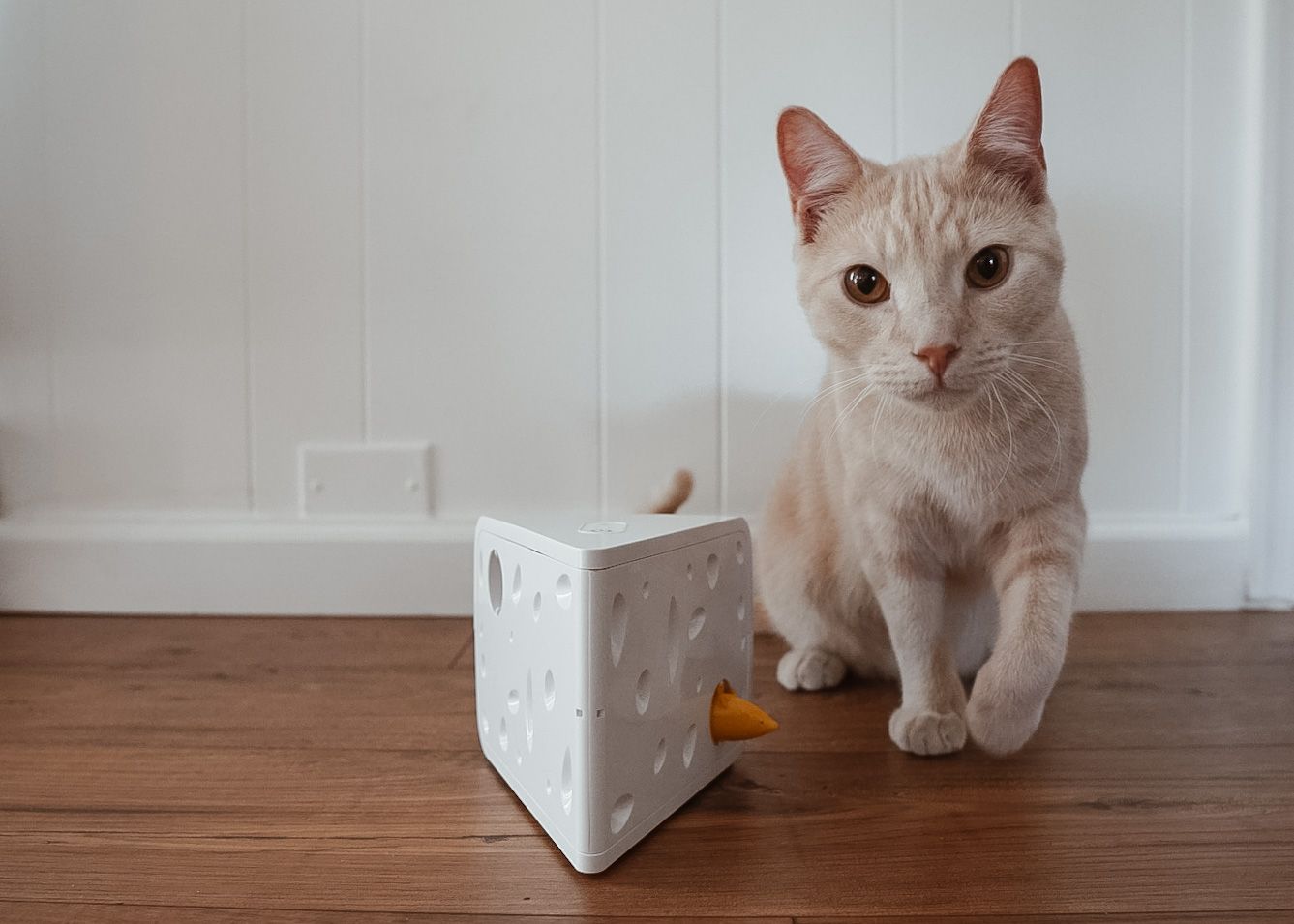 Young light orange cat playing with the PetSafe Cheese Automatic Cat Toy.