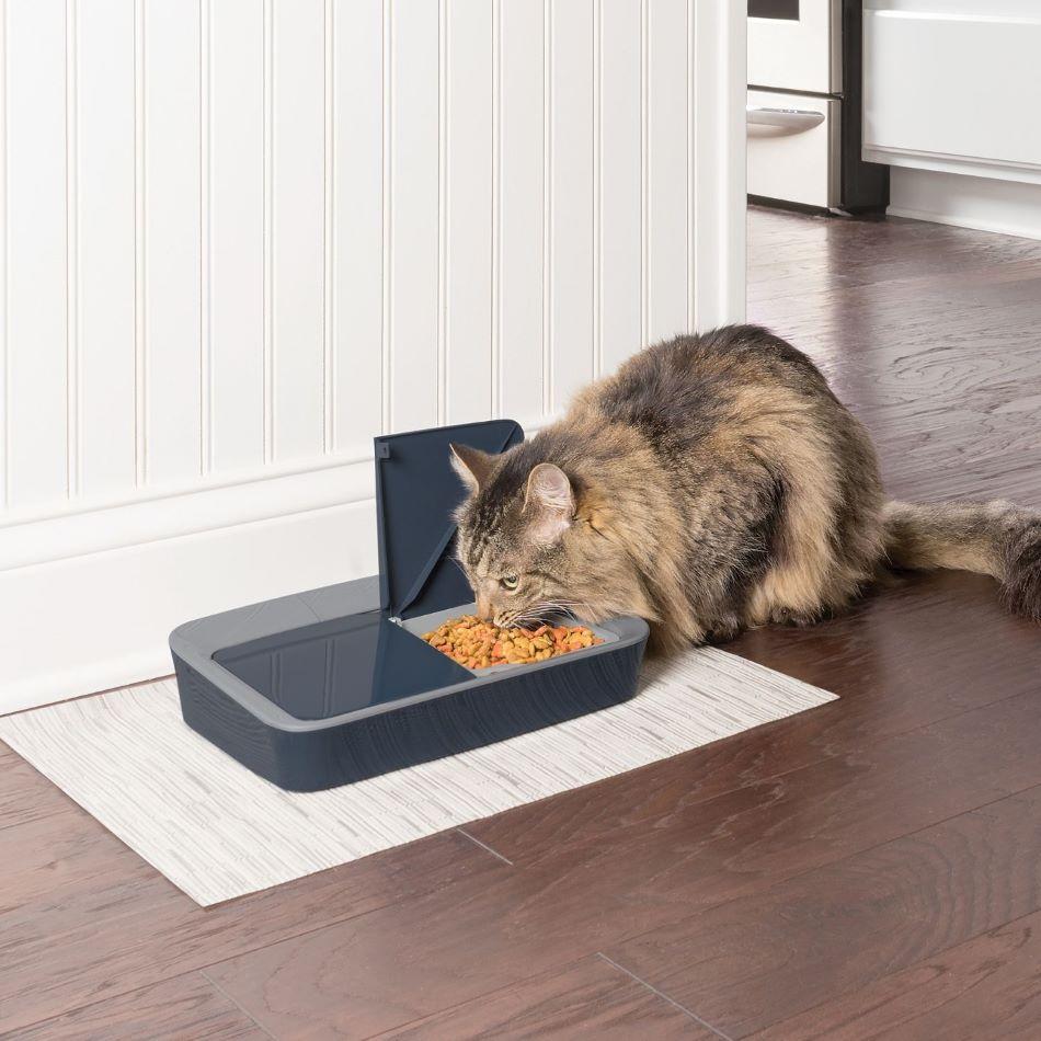 cat eating food from meal feeder