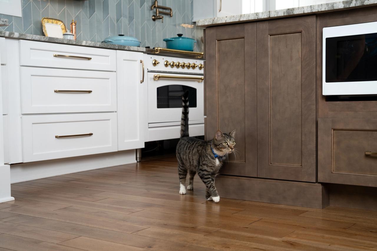 cat walks in kitchen wearing invisible fence collar