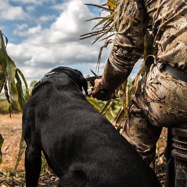 Tips For Dove Hunting And Gun Dogs