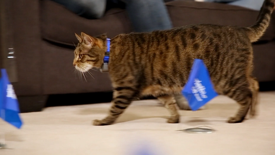 A brown cat walking through a carpeted living room area with blue Invisible Fence Brand flags in the foreground.
