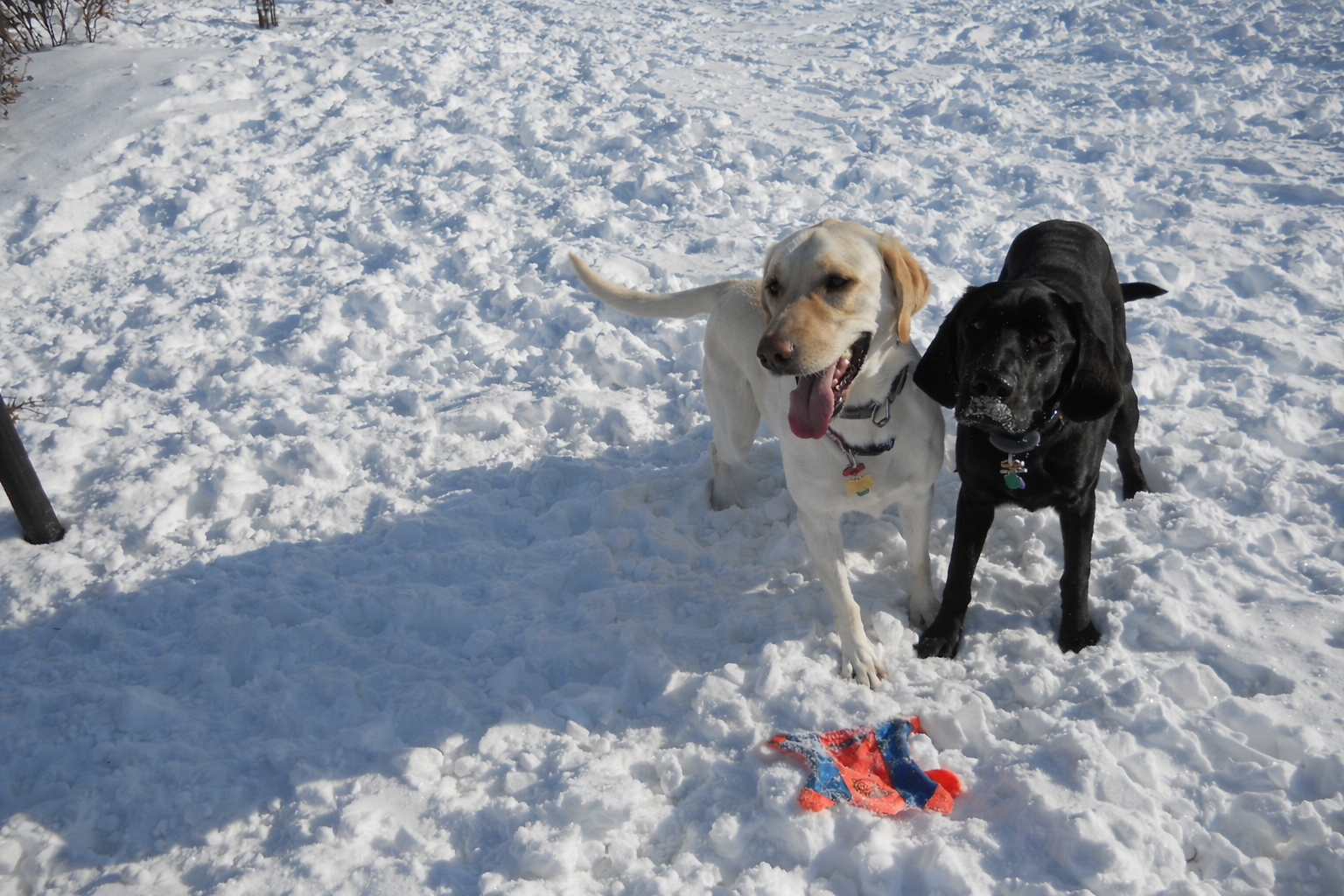 dog wears his invisible fence collar in the yard with flags in the foreground