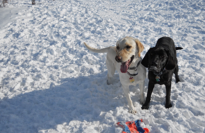 two labs playing in the snow together wearing invisible fence collars