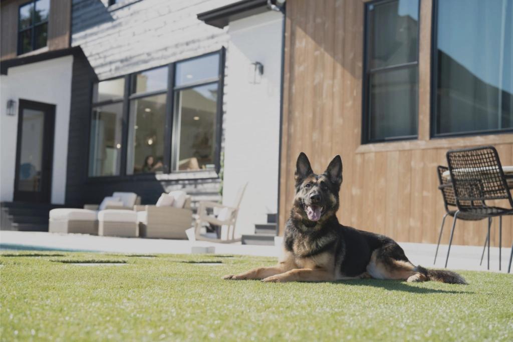 german shepherd laying in front of new house with invisible fence collar on