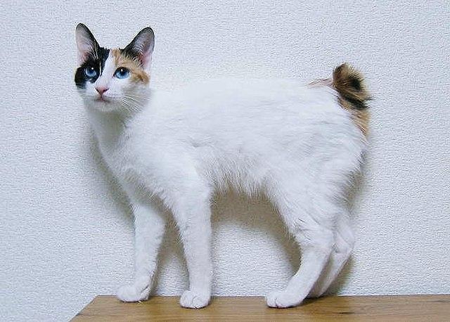 Japanese Bobtail Cat White