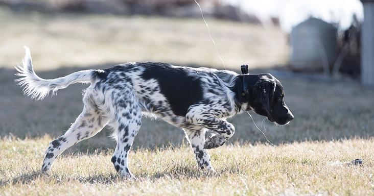 Chiot setter pointant une aile attachée à une ficelle.