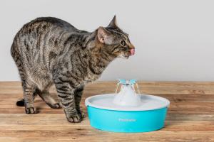 cat and automatic feeder