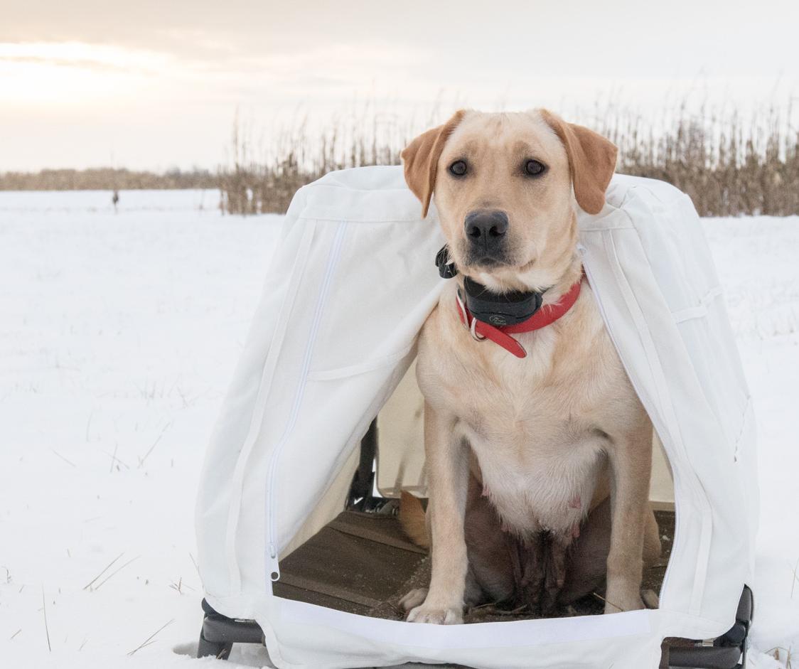 yellow lab in white field blind out in a snow covered field