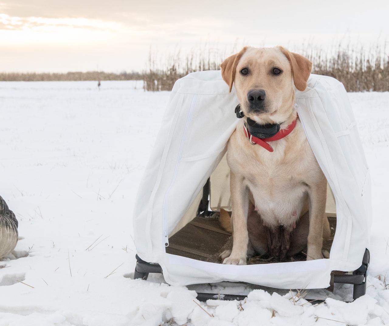 yellow lab in white field blind out in a snow covered field