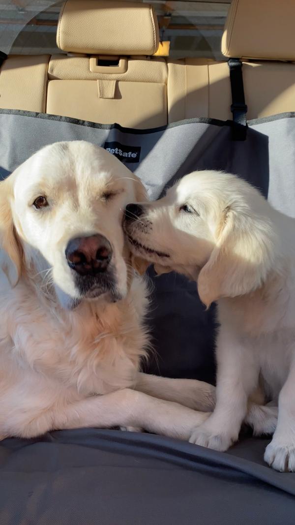 Yellow lab puppy licking an adult yellow lab in the back of a car. The bench seat has a gray PetSafe bench seat cover. 