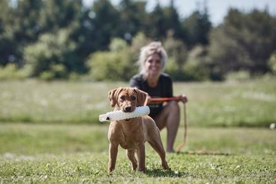 Yellow lab puppy holding dummy with handler in the background