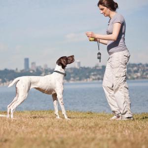 Finding the Right Training Collar for You and Your Pet