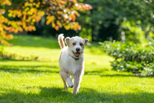 dog running in yard wearing invisible fence collar 