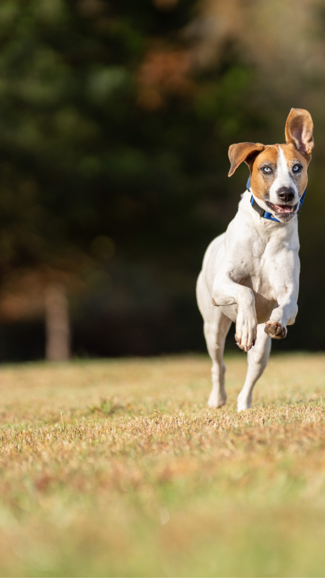 Wireless Dog Fences Free Shipping