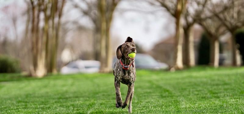 German Shorthaired Pointer running in yard with tennis ball in mouth wearing wireless fencing collar