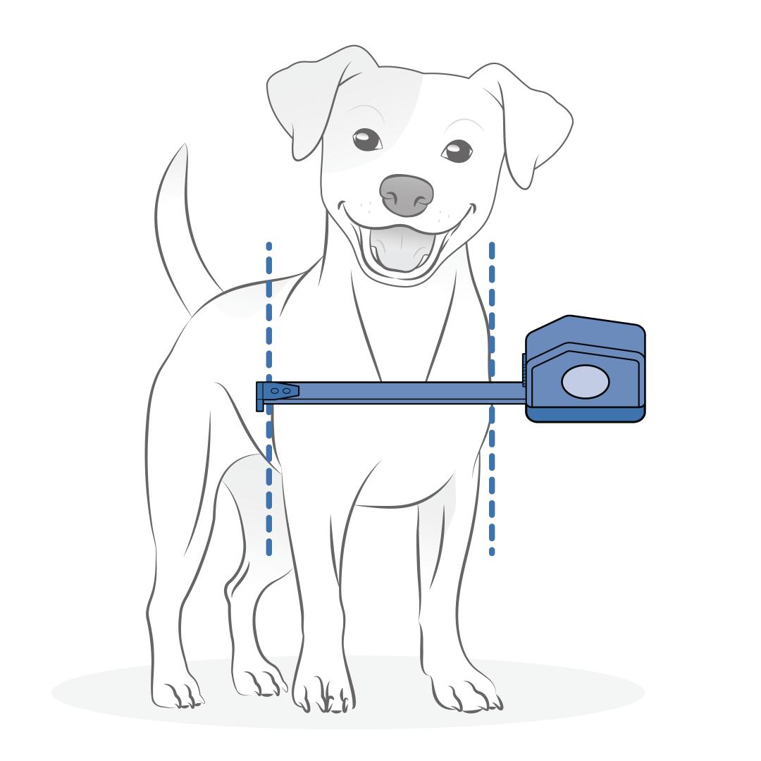 Measure The Width Of Your Dog