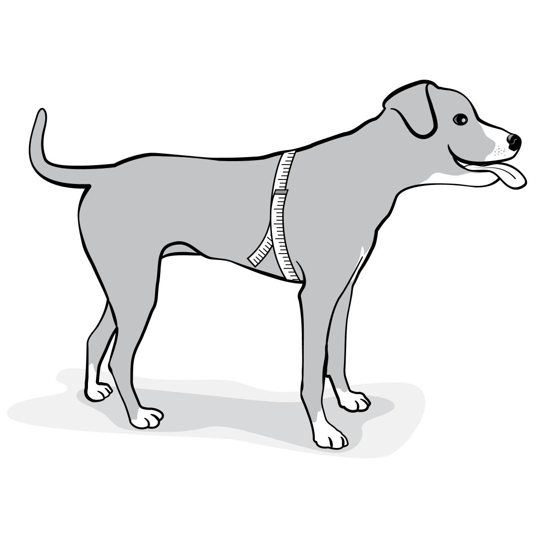 how-to-measure-girth-easy-walk-harness-illustration