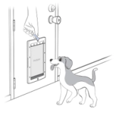 Guide Pet Through Closed Flap