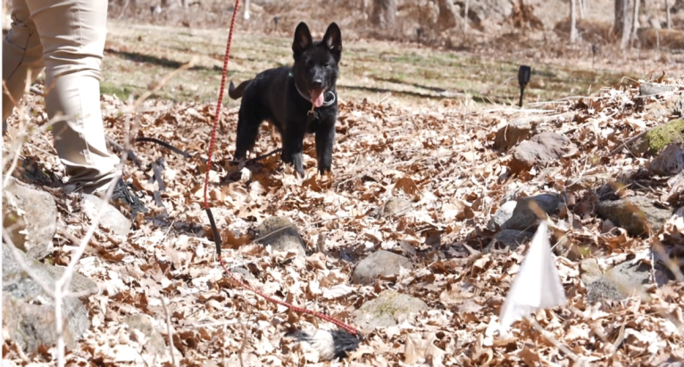 A mostly black German Shepherd puppy on a leash standing on a bed of dried leaves outside looking at a toy and an Invisible Fence Brand flag in the foreground.