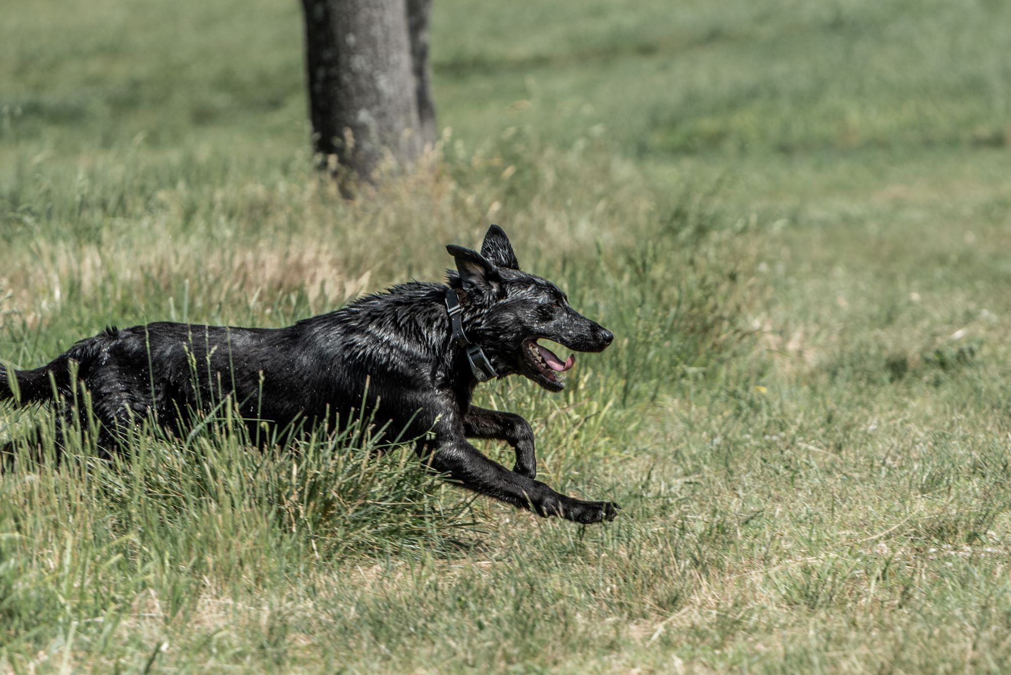 Belgian malinois for sales hunting