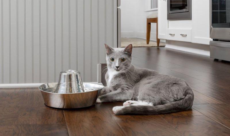 Cat beside water fountain