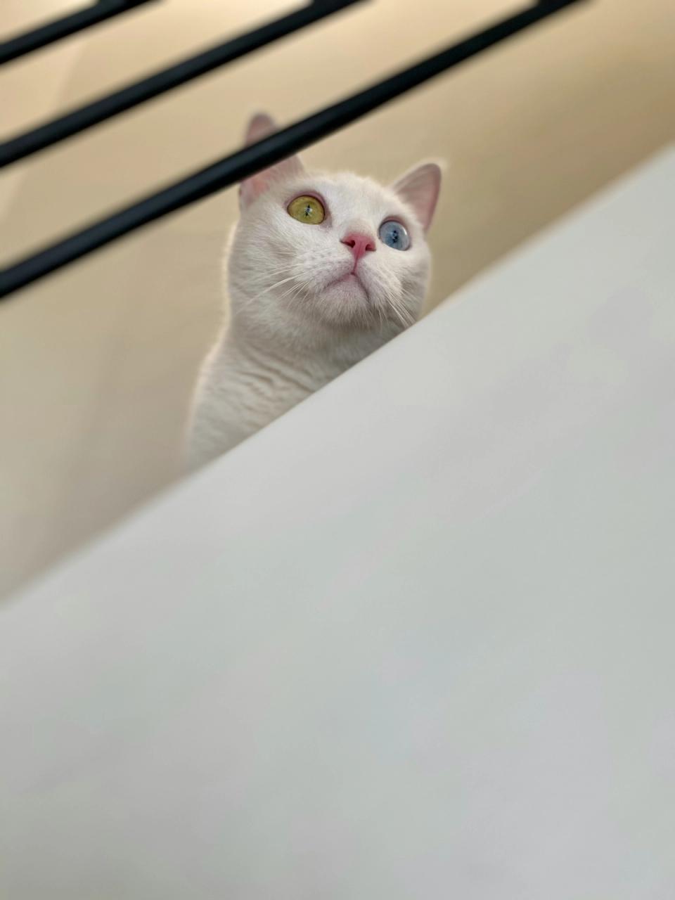 Khao Manee White Cat