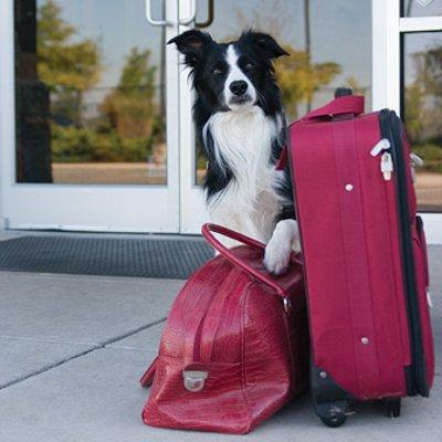 Choose a Boarding Kennel