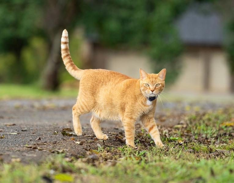 cat in yard with Invisible Fence® Collar
