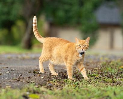 orange tabby cat outdoors in invisible fence collar