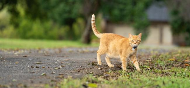 Orange cat walking in yard while wearing Invisible Fence brand collar.