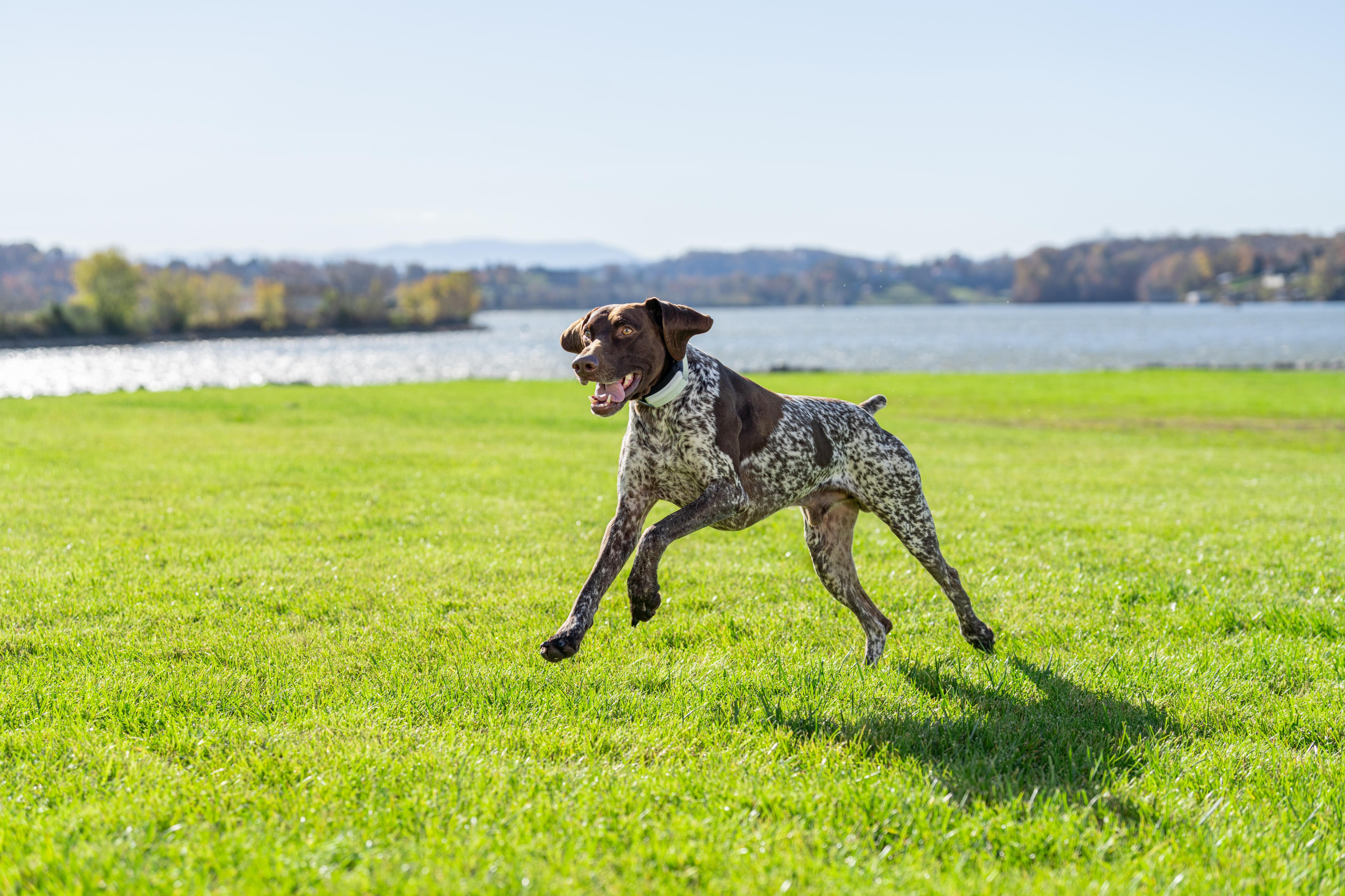 German Shorthaired Pointer running in yard with lake in background wearing Invisible Fence Brand GPS Flex Fence Collar.