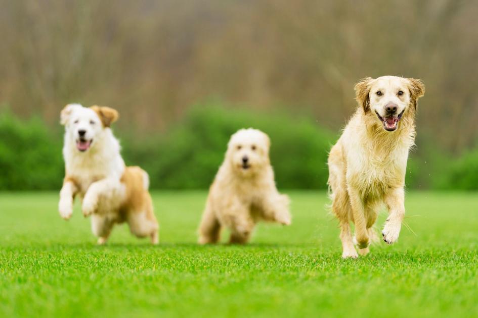 PetSafe® Announces Winning Communities for 2021 Bark for Your Park