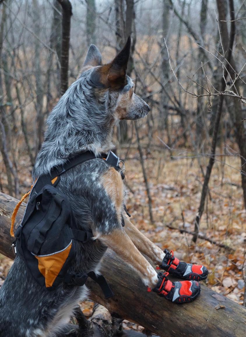 Trail Tested: Why Your Dog Needs Shoes - Kurgo Dog Products